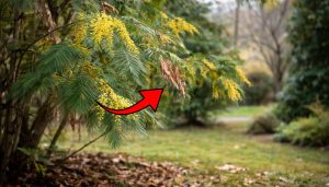 mimosa avec une feuille morte